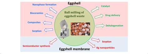 | Various applications of eggshell and its membrane subjected to ...