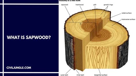 Heartwood Vs Sapwood | What Is Sapwood | What Is Heartwood