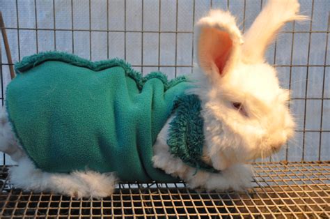 Rabbit Coat Pattern | IAGARB