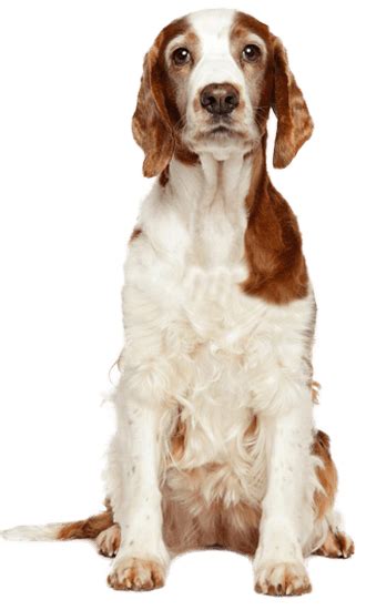 Welsh Springer Spaniel - Training Course on Welsh Springer Spaniel