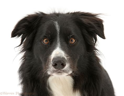 Black-and-white Border Collie dog photo WP29571