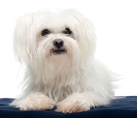 Maltese Breed Information and Photos | ThriftyFun