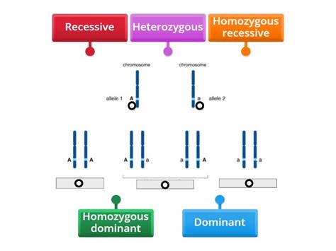 Homozygous vs. Heterozygous - Labelled diagram