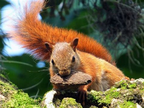 Red-tailed Squirrel (Sciurus granatensis) · iNaturalist