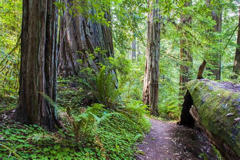 The Redwood Nature Trail, Siskiyou National Forest