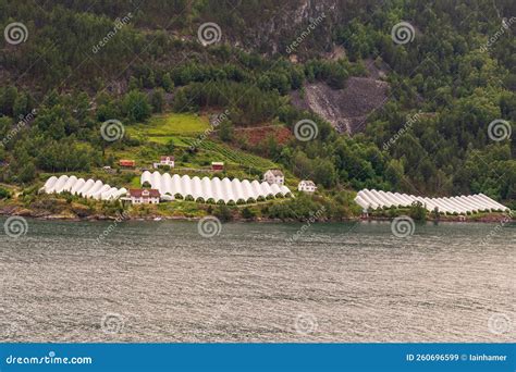 Farm Along Sognefjord Norway Editorial Stock Image - Image of farm ...