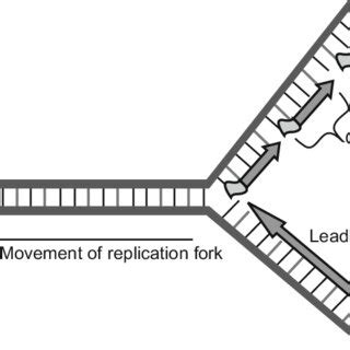 4 DNA replication -replication fork. | Download Scientific Diagram