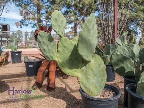 Prickly Pear Indian Fig - Harlow Gardens