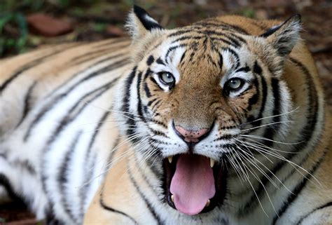 'A commitment fulfilled': India celebrates major rise in wild tiger population | SBS News