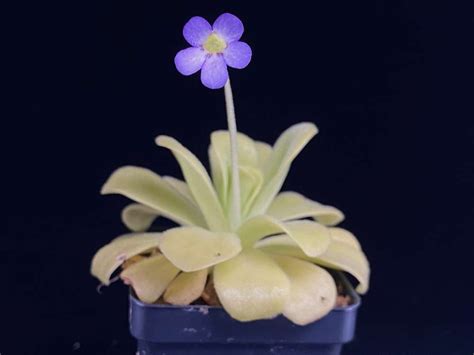 Pinguicula agnata "True Blue" | Butterwort - Carnivorous Plant Resource