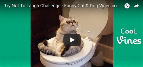 Funniest Cat & Dog Videos - Butler-Vause