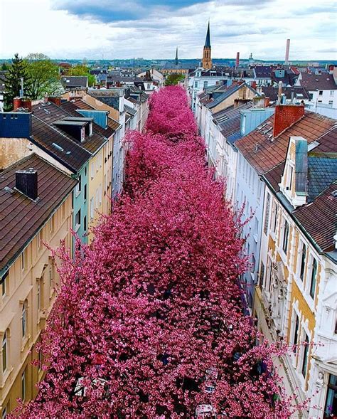 Cherry Blossoms in Bonn, Germany | Beautiful places, Most beautiful ...