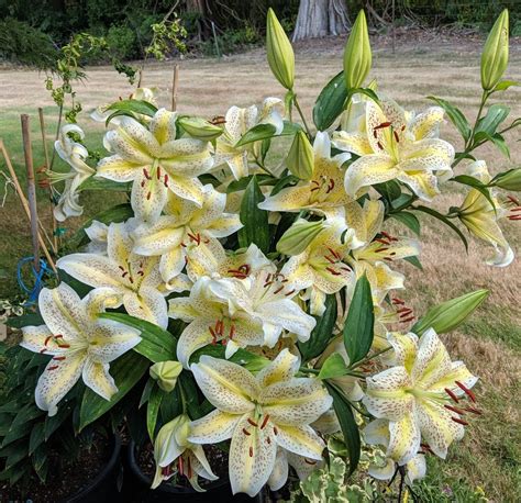 Lily (Lilium 'Cat's Eye') in the Lilies Database - Garden.org