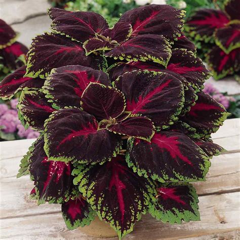 Red Coleus Foliage Plant Seed - Coleus Red Kong Flower Seed