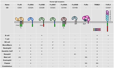 Flow Cytometry (FCM) / FACS Antibody Verified by Fc Receptor Blocking