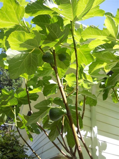 Snacking Squirrel: August Fig Harvest