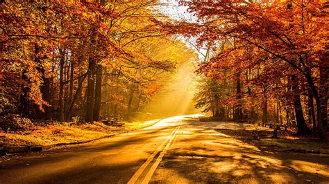 HD wallpaper: fall foliage 4k hd windows, autumn, road, tree, change ...