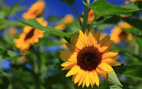 Download Nature Sunflower HD Wallpaper
