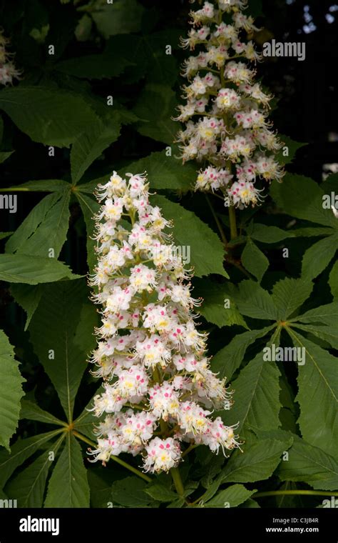 Horse chestnut tree flower Stock Photo - Alamy