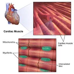 Cardiomyocytes (Cardiac Muscle Cells)- Structure, Function & Histology