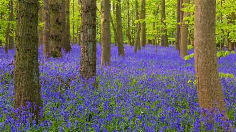 Are These the UK's Most Beautiful Bluebell Woods? — Verve Garden Design