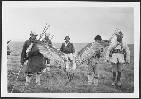 Lammergeier, aka the Bearded Vulture - Interesting facts