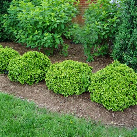 Morris Dwarf Boxwood Buxus microphylla var. japonica 'Morris Dwarf' from Saunders Brothers Inc