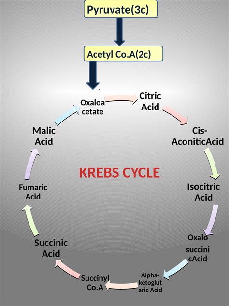 Human body metabolism: Krebs cycle