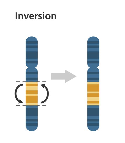 What is a chromosome disorder? | Chromosome, Study biology, Chromosomal abnormalities