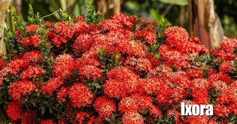 Dwarf Ixora: Growing And Care