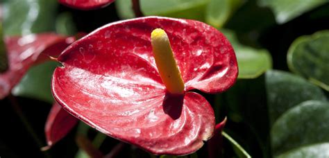 15+ Stunning Anthurium Varieties You Need to Know About