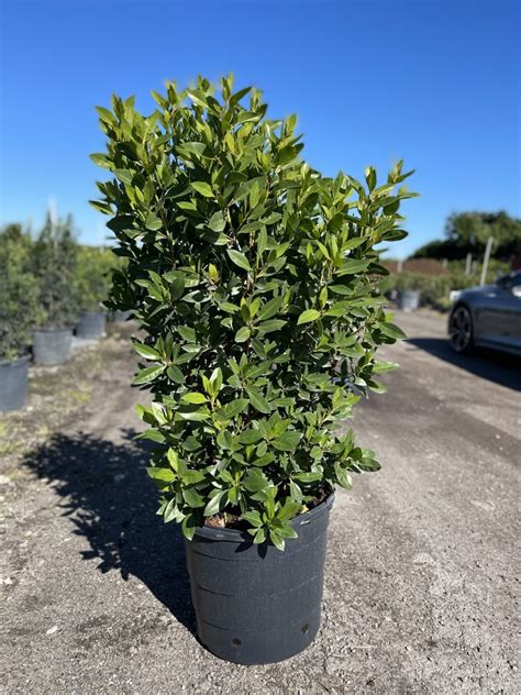 Green Buttonwood Bush - AOL Foliage