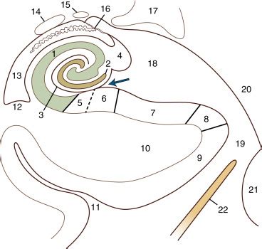 Cranial Anatomy - Clinical Tree