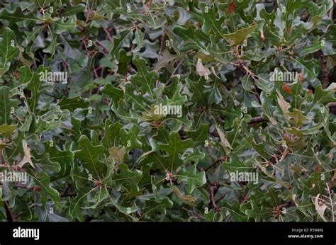 Post Oak, Quercus stellata, leaves Stock Photo - Alamy