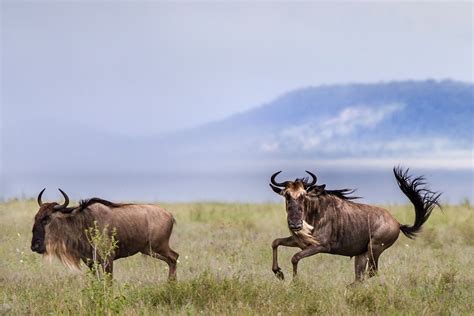 Africa Wildlife herbivores photo gallery - Tomer Razabi