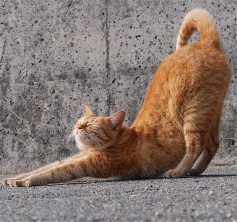 Pin by N M on Cats | Cat stretching, Cat anatomy, Cat pose