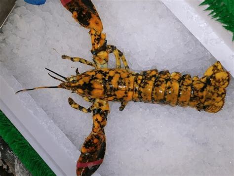 An extremely rare calico lobster turned up at a fish market | Rare ...