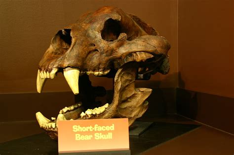 Short-Faced Bear | Extinct Animals