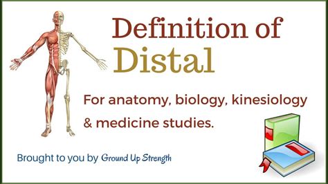 Significado De Distal Em Anatomia