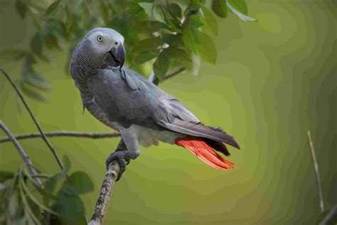 Facts About African Grey Parrots