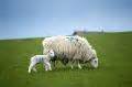 Ewe and spring lamb grazing Creative Commons Stock Image