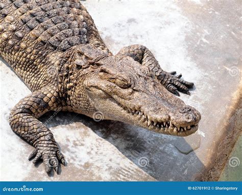 Crocodiles close up stock photo. Image of nature, green - 62701912