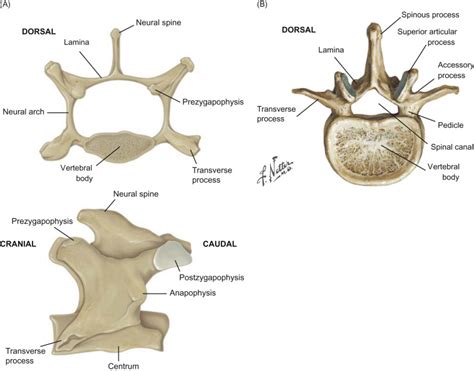 Lumbar Vertebra - an overview | ScienceDirect Topics