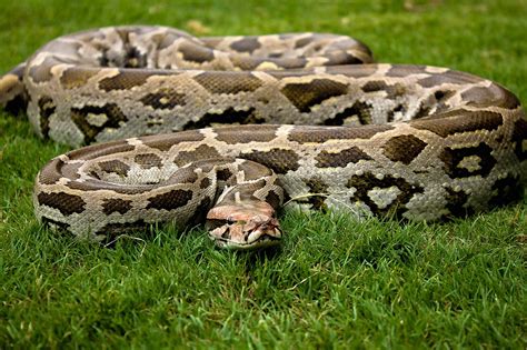 Indian Rock Python: Of Legends and Leather Bags | RoundGlass | Sustain