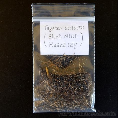 Huacatay Black Mint Tagetes Minuta Seeds | Fair Dinkum Seeds