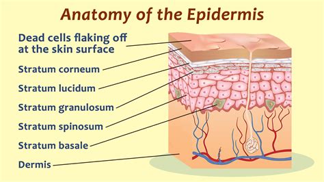 Human Epidermis Skin Structure | Layers of the epidermis, Epidermis, Skin structure