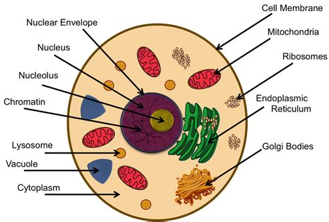 Cell Membrane In Plant Cell Or Animal Cell