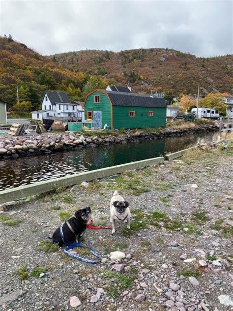 Newfoundland – Day 4, Petty Harbour – Maddox Cove – Parts Unknown Pugs – PUPs