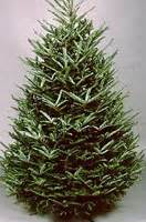 Tree Types – Tennessee Christmas Tree Growers