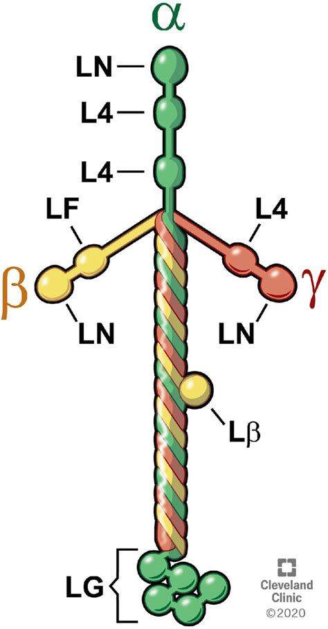 Schematic of the structure of the typical heterotrimer laminin molecule... | Download Scientific ...